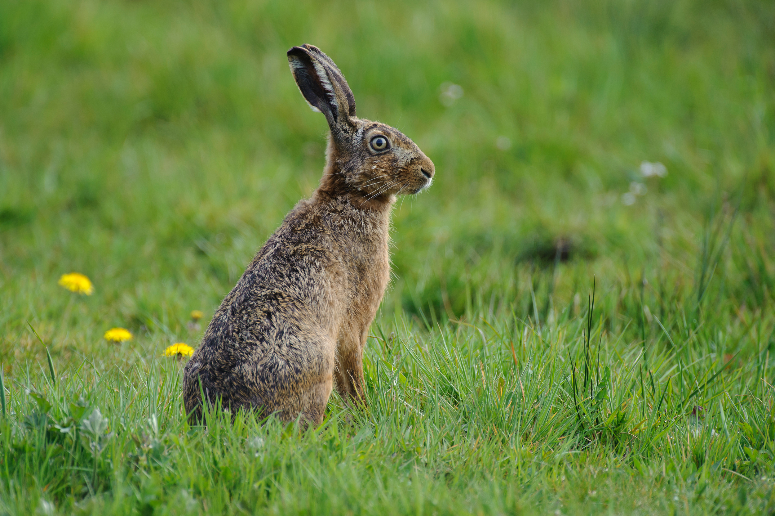 Feldhase (Lepus europaeus) Deutscher Jagdverband